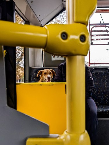собака