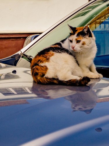 кіт лежить на машині