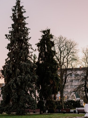 ялинки в центрі міста