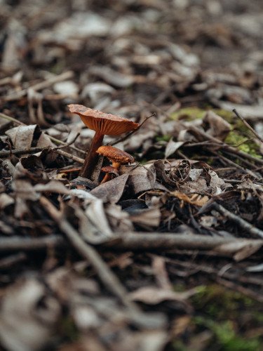 гриби в лісі