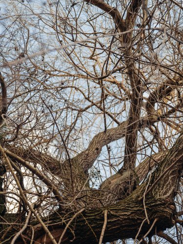 У Луцьку запланували формувальну обрізку крон дерев. дерево