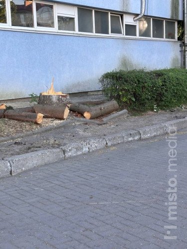 спорткомплекс ялинки зрізання