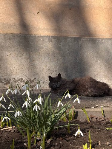 кіт на сонці