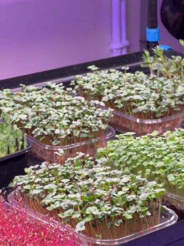 У Нововолинському ліцеї школярі створили «зелену ферму». мікрозелень.