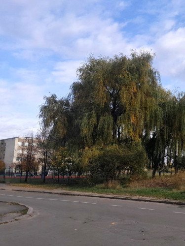 вулиця школа дерева пустир