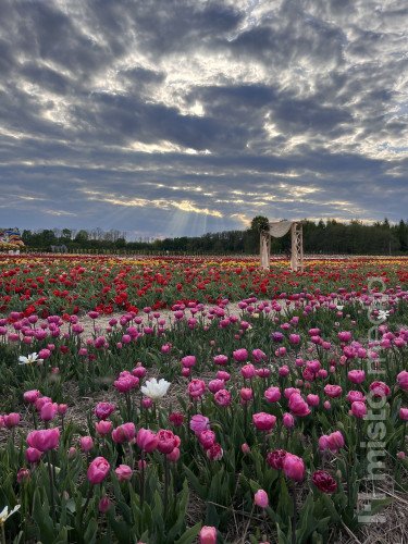 фотозона на тюльпановому полі