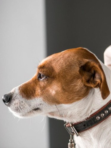 Собаці роблять укол