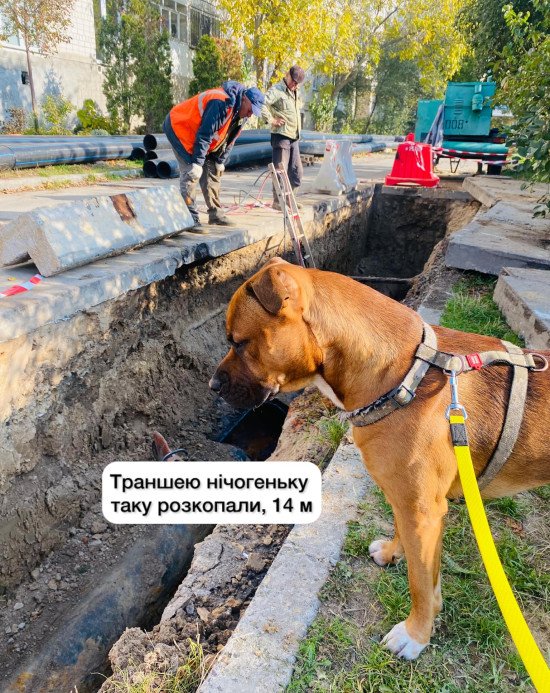 Пес Космос Оксани Поліщук теж стає частиною контенту. Зрештою, він теж житель Вінниці і переймається запасами води. Джерело: Вінницяоблводоканал. 