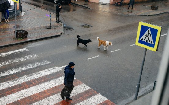 Вид на песиків з вікна «Європи» і вид на «Європу» з ракурсу песиків.