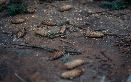 … коли старі ялинки вбираються у вогники.