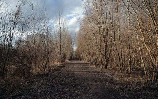 Справжній ліс в центрі міста. 