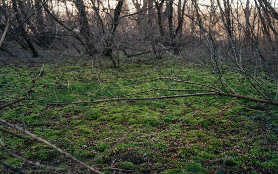 Справжній ліс в центрі міста. 