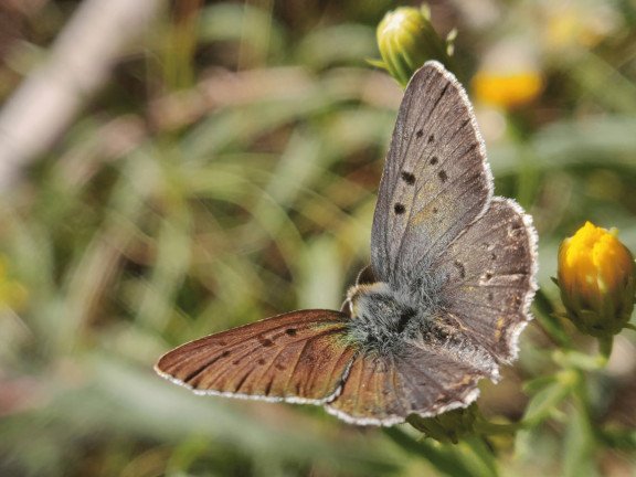 Коричневий метелик