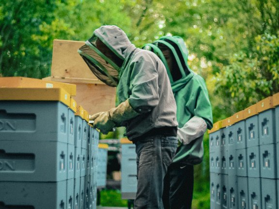 Кочові вулики у лісі Полісся.