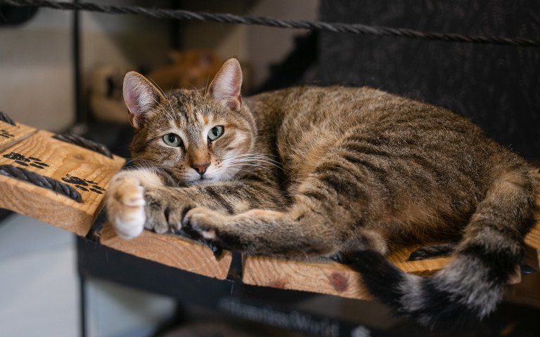 кіт тварини допомога