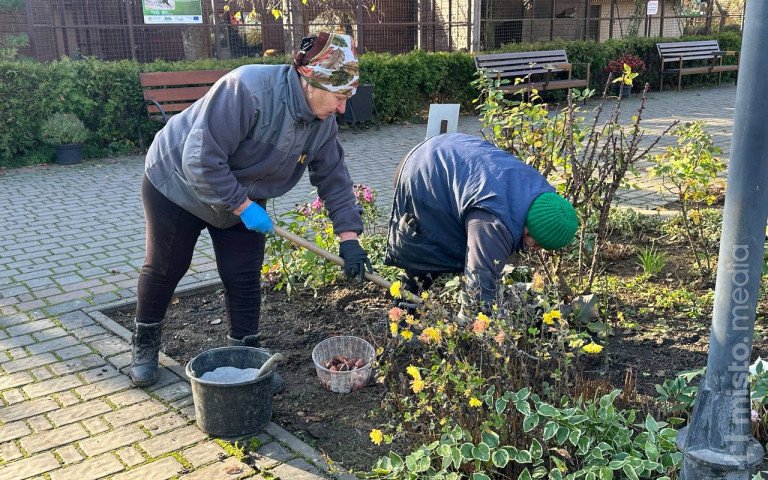 тюльпани зоопарк