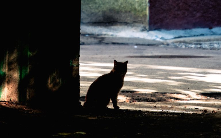 силует кота