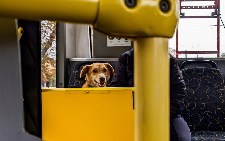собака