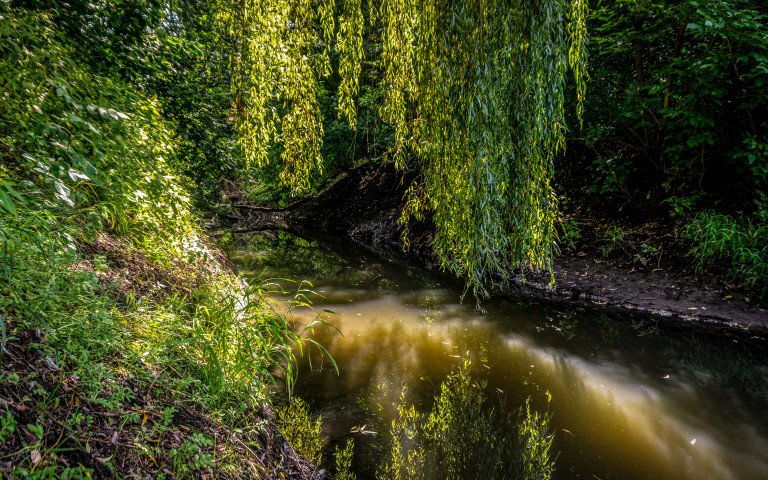 дерева