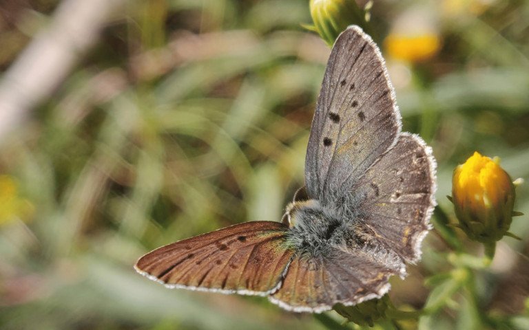 Коричневий метелик