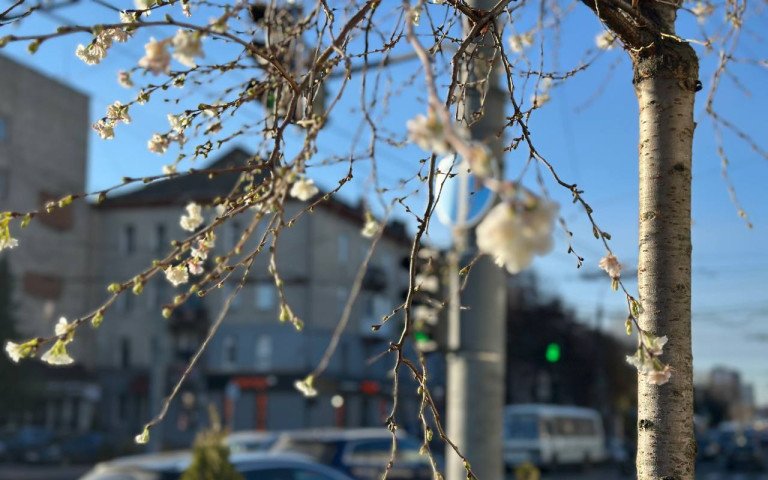 квіти сакури в осінньому місті