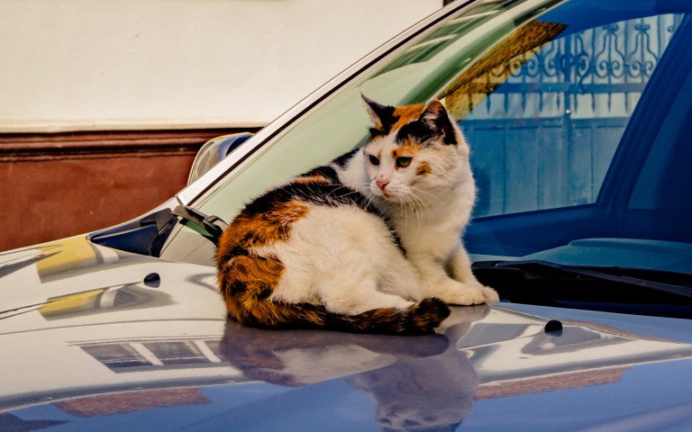 кіт лежить на машині