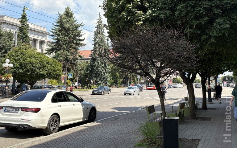 Клени в центрі міста.