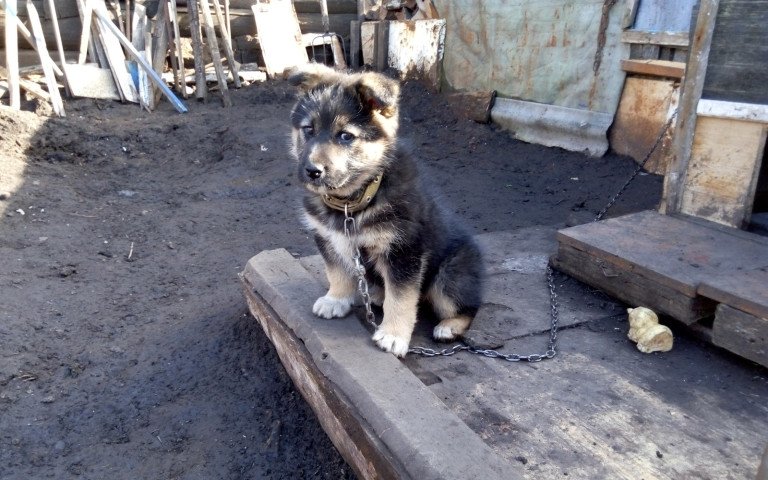 Сабаченя на ланцюгу