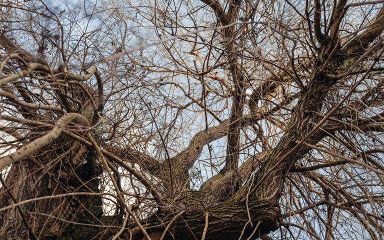 У Луцьку запланували формувальну обрізку крон дерев. дерево