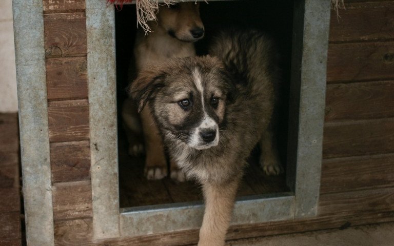 Двоє собак у буді.