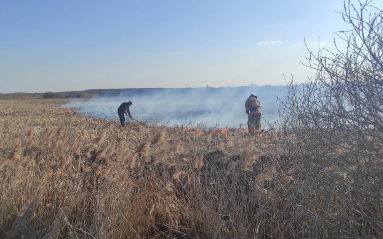 спалювання сухостою