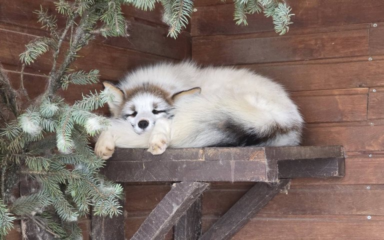 лисиця у зоопарку