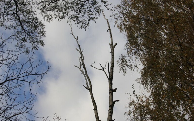 дерева