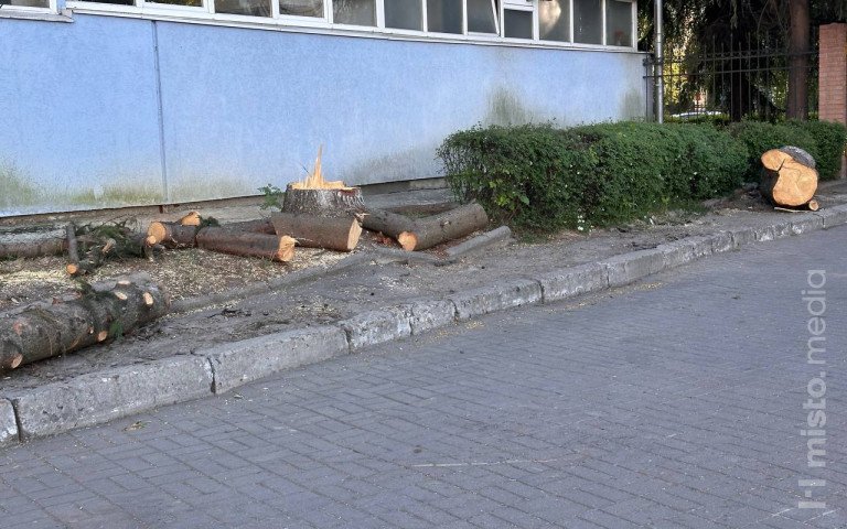спорткомплекс ялинки зрізання
