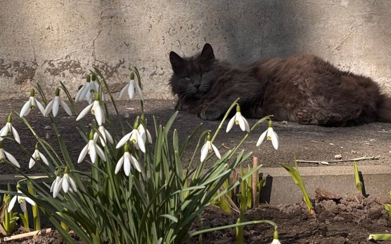 кіт на сонці