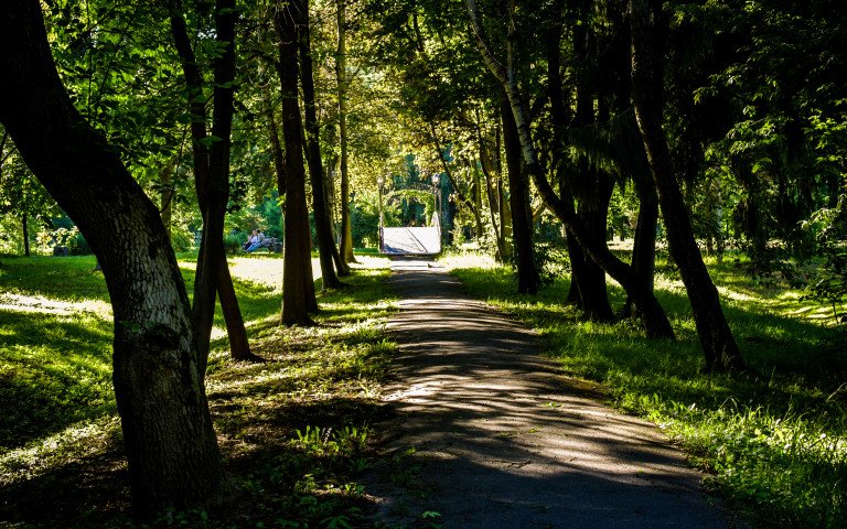 парк стежка дерева