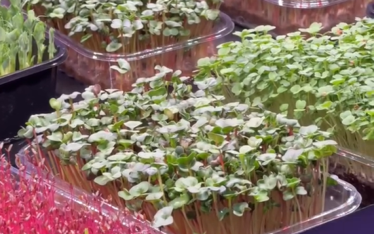 мікрозелень.