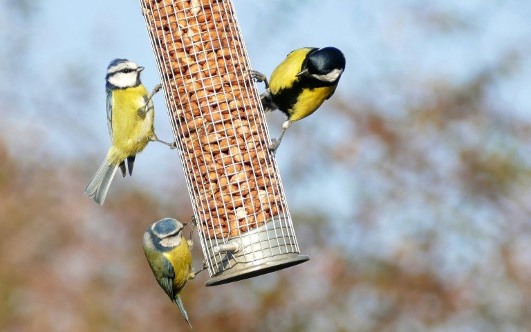 годівничка для пташок