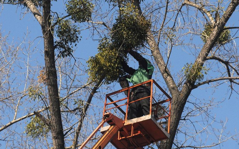 омела дерева паразит