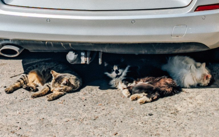 коти спять
