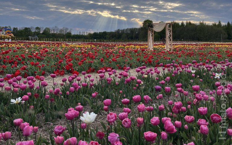 фотозона на тюльпановому полі