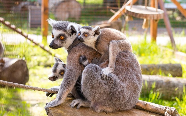 лемури