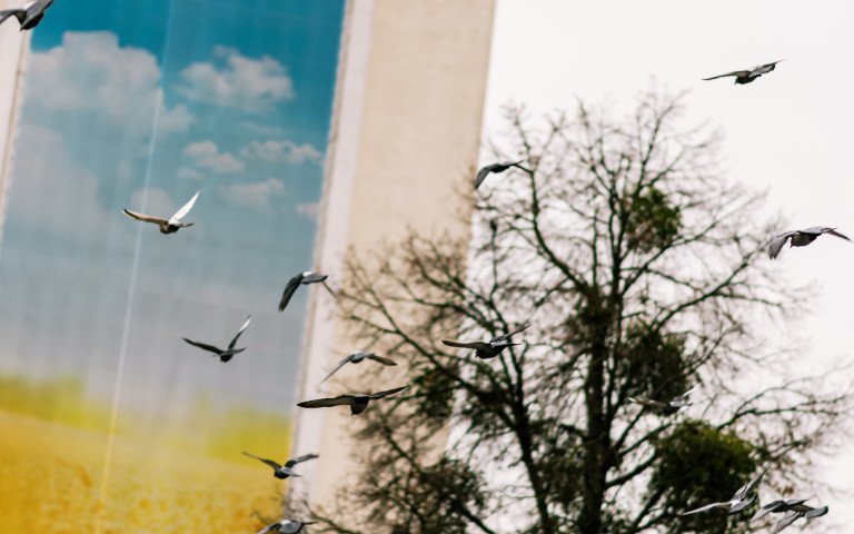 погода птахи місто