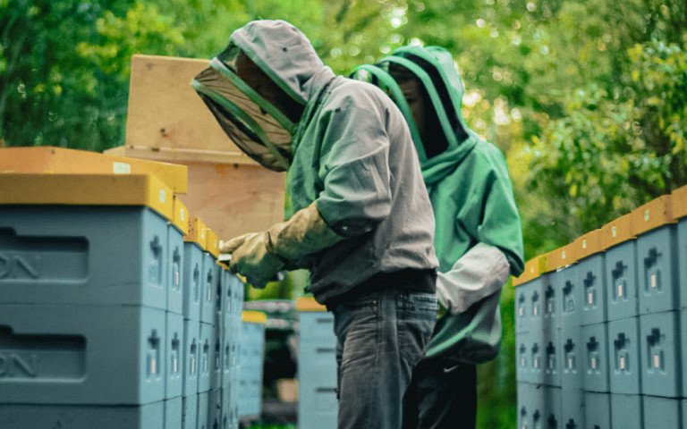 Кочові вулики у лісі Полісся.