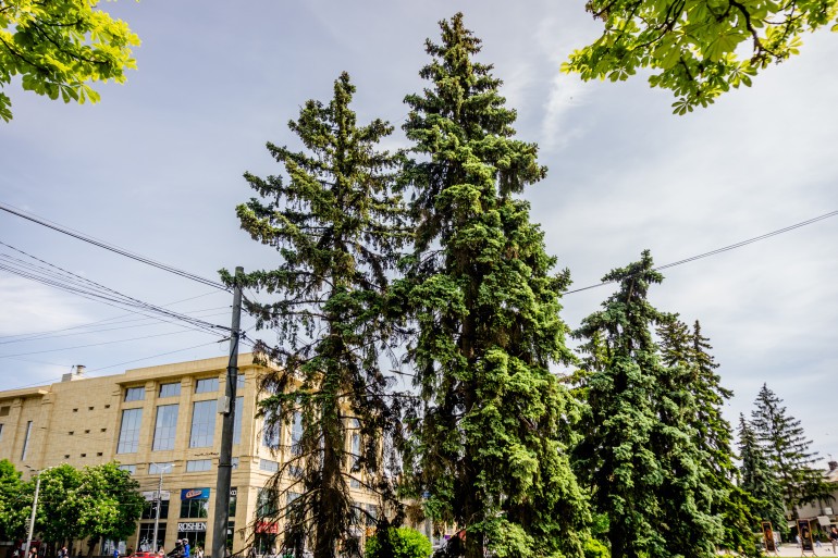 Чим хворіють луцькі ялинки та чи можна їх вилікувати