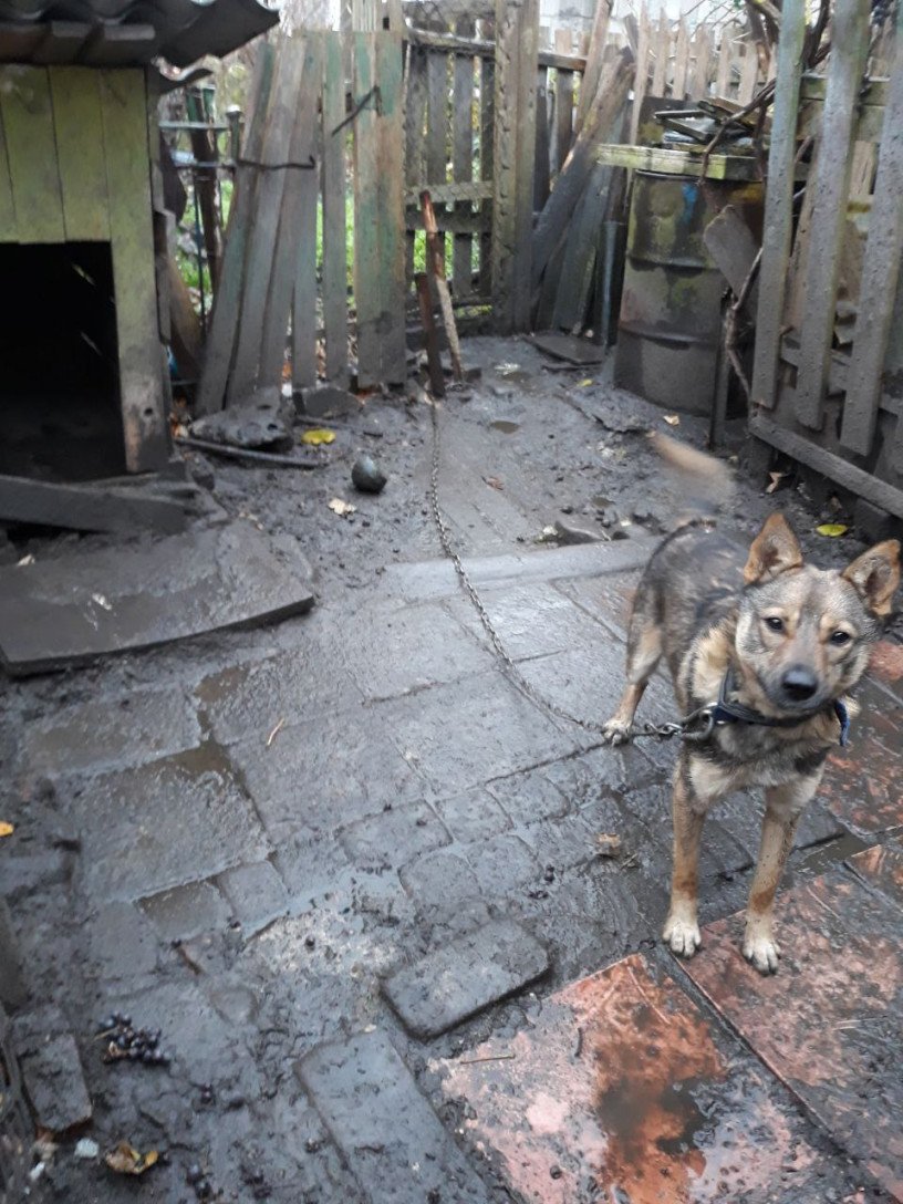 Так жив пес в одному із дворів Ковеля, поки його не забрали небайдужі люди в кращі умови. Фото: misto.media Так жив пес в одному із дворів Ковеля, поки його не забрали небайдужі люди в кращі умови. Фото: misto.media